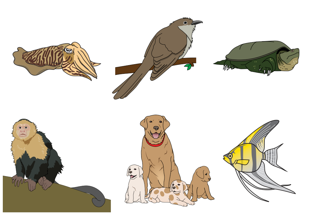 variety of animal illustrations