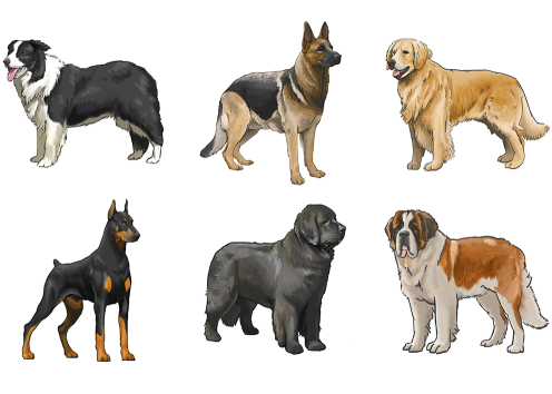 illustration of a variety of dog breeds